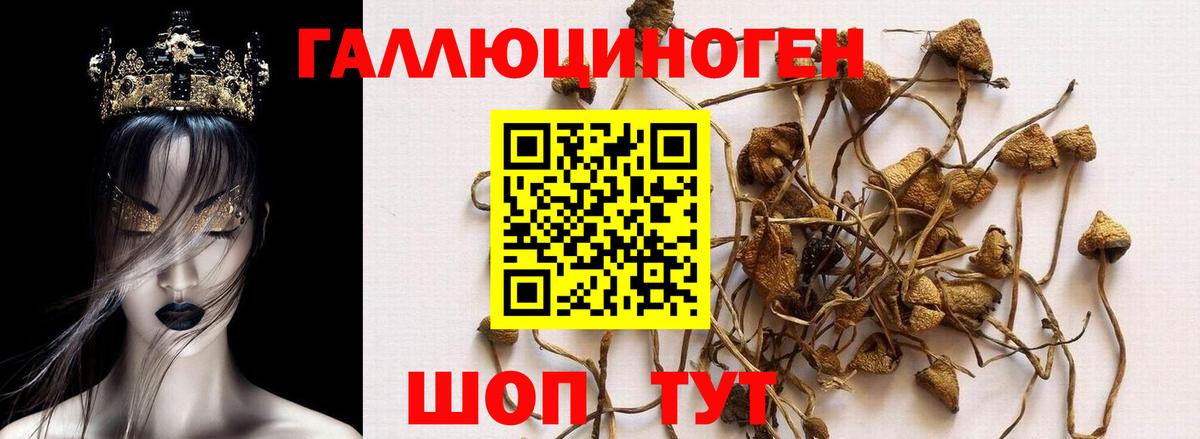 Королёв  Псилоцибиновые грибы Psilocybine cubensis  Вход с VPN 